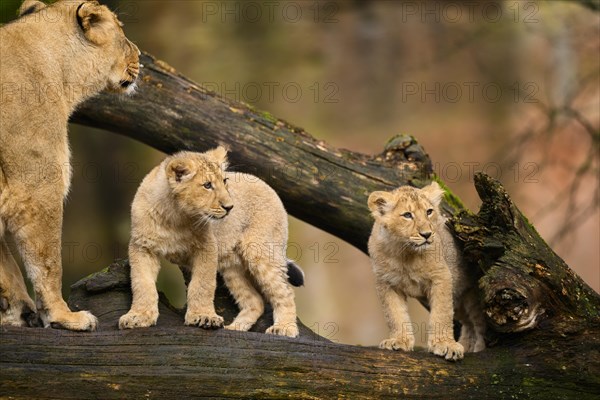 Asiatic lion (Panthera leo persica) lioness with her cubs, captive, habitat in India, captive, habitat in India