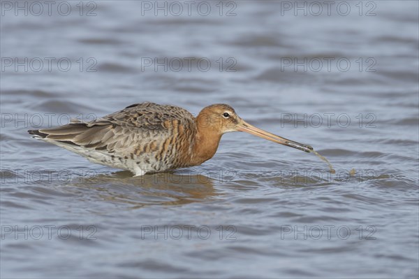 Black tailed godwit (Limosa limosa) adult male bird in summer plumage feeding in a lagoon, England, United Kingdom, Europe