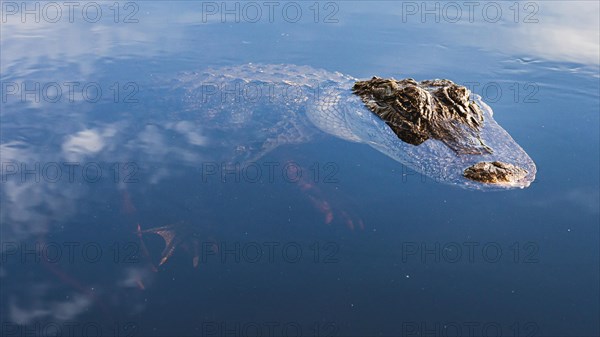 Alligators Everglades National Park, US Highway 41, Miami, Everglades, Florida, USA, North America