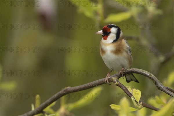 European goldfinch (Carduelis carduelis) adult bird on a Magnolia tree branch, England, United Kingdom, Europe