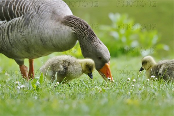 Greylag goose with chicks, April, Germany, Europe