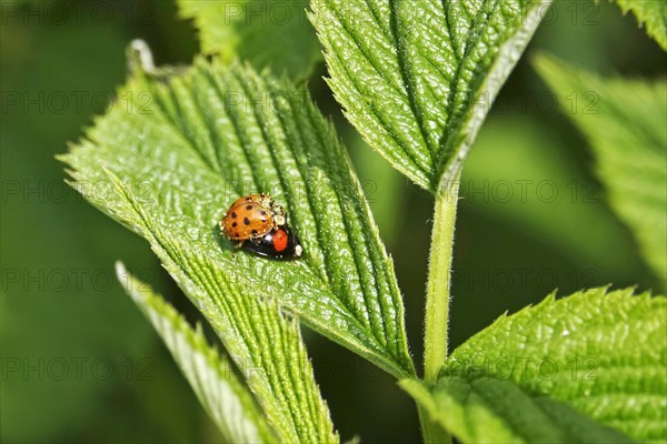 Ladybird, spring, Germany, Europe