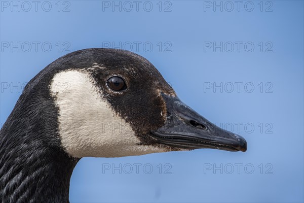 Canada goose (Branta canadensis), head, portrait, on the banks of the Main, Offenbach am Main, Hesse, Germany, Europe