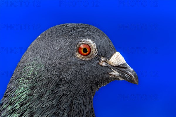 Street pigeon, city domestic pigeon (Columba livia domestica) on the banks of the Main, Offenbach am Main, Hesse, Germany, Europe