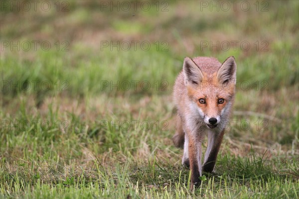Fox (Vulpes vulpes) independent young fox, Allgaeu, Bavaria, Germany, Europe