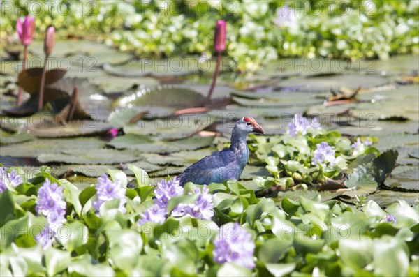 Grey-headed swamphen (Porphyrio porphyrio) on water hyacinths, Backwaters, Kumarakom, Kerala, India, Asia