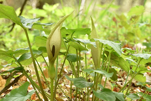 Leaves and flowers of the common arum (Arum maculatum) in the forest of the Hunsrueck-Hochwald National Park, Rhineland-Palatinate, Germany, Europe
