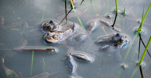 Common frog (Rana temporaria), amphibian of the year 2018, three frogs swimming in a pond with fresh spawn balls during mating season, surrounded by a few stalks of aquatic plants, rushes in a pond, frog spawn, behaviour, reproduction, metamorphosis, Lueneburg Heath, Lower Saxony, Germany, Europe