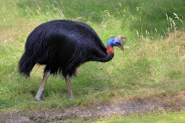 Northern cassowary (Casuarius unappendiculatus), adult, foraging, captive, Papua New Guinea, Oceania