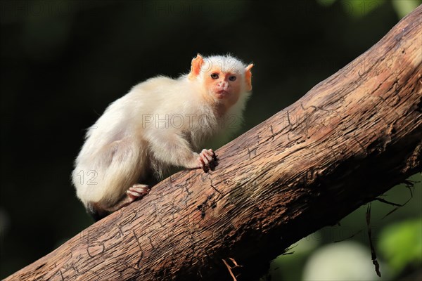 Silvery Marmoset, (Mico argentatus, Syn.: Callithrix argentata), Silvery Marmoset, adult, tree, vigilant, captive, South America