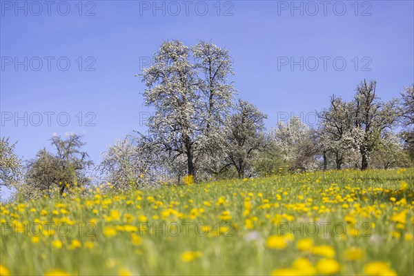 Flowering fruit trees in the orchards of the Swabian Alb, flowering apple tree, Weilheim an der Teck, Baden-Wuerttemberg, Germany, Europe