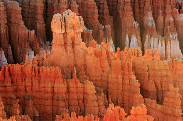 Dense orange rock formations, called hoodoos, stretch across the entire picture, Bryce Canyon National Park, North America, USA, South-West, Utah, North America