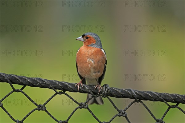 Common chaffinch (Fringilla coelebs)