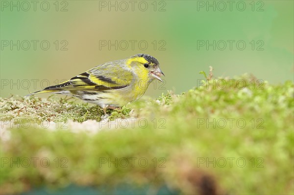 Eurasian siskin (Carduelis spinus), male sitting on moss, mossy ground, Wilnsdorf, North Rhine-Westphalia, Germany, Europe