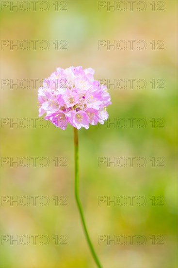 Single Sea thrift (Armeria maritima), also common Lady's Cushion, Flower of the Year 2024, focus on a delicate purple (violet, pink) flower, flower head in focus against a blurred background, endangered species, endangered species, species protection, nature conservation, close-up, macro shot, sunny day in summer, Lower Saxony, Germany, Europe