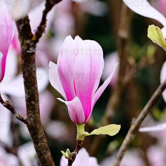 Chinese magnolia (Magnolia x soulangeana), flowers, North Rhine-Westphalia, Germany, Europe