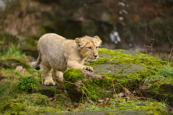 Asiatic lion (Panthera leo persica) cub climbing at a waterhole, captive, habitat in India