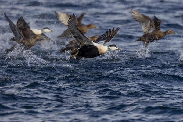 Common eiders (Somateria mollissima), male and female animals, take off from the sea, Varangerfjord, Finmark, Northern Norway