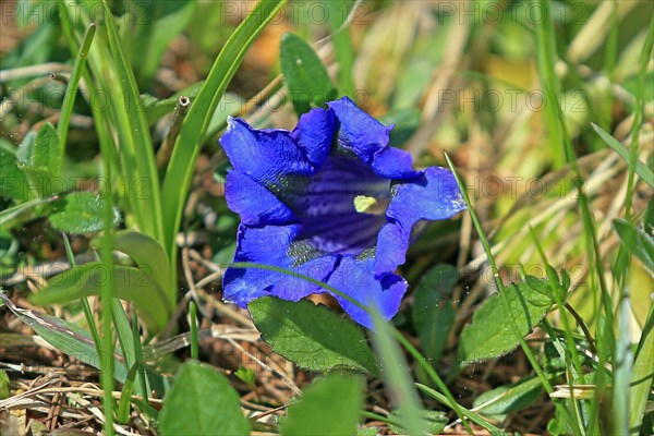 Gentian (Gentiana), Grossglockner High Road