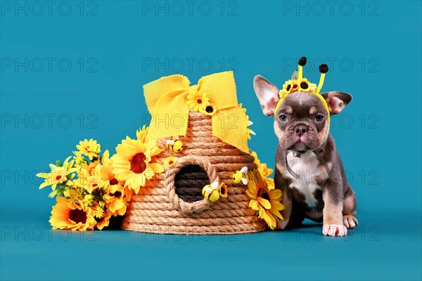 Cute tan French Bulldog dog puppy with bee costume antlers sitting next to beehive and sunflowers on blue background