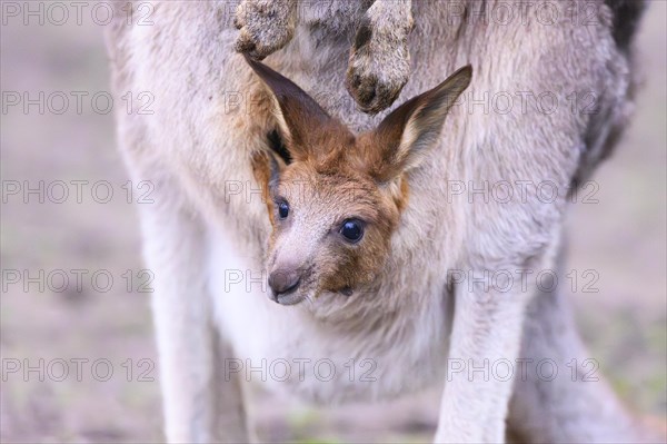 Eastern grey kangaroo (Macropus giganteus) carring a smalll baby in his pouches, captive, to be found in Australia