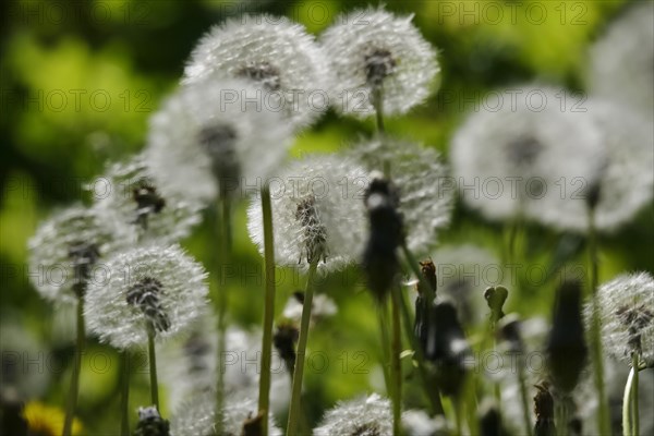 Blowball, Spring, Germany, Europe
