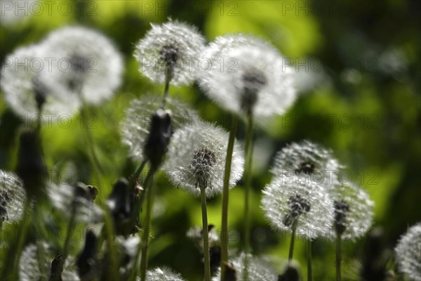 Blowball, Spring, Germany, Europe