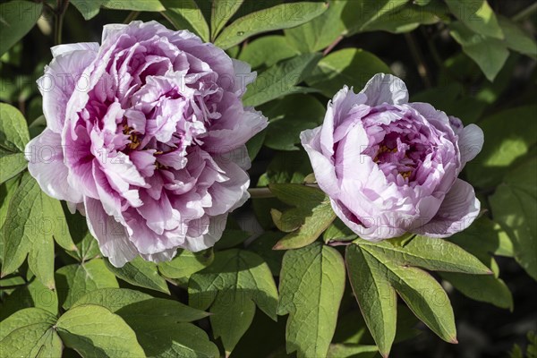 Tree peony (Paeonia suffruticosa), Weimar, Thuringia, Germany, Europe