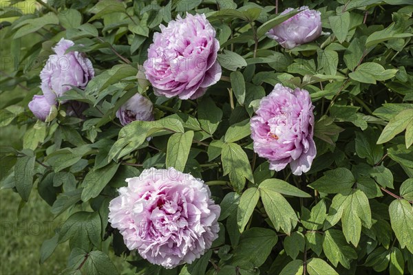 Tree peony (Paeonia suffruticosa), Weimar, Thuringia, Germany, Europe