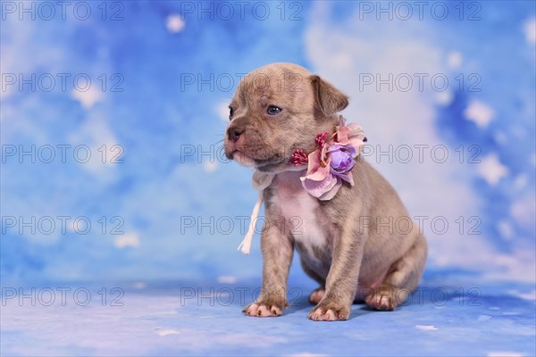 Four weeks purebred young Lilac Brindle French Bulldog puppy with healthy long nose and tail