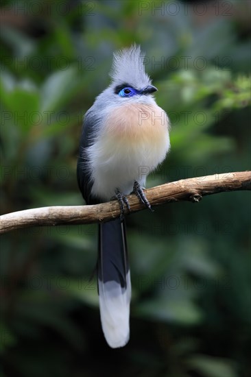 Crested coua (Coua cristata), Crested coua, adult, perch, captive, Madagascar, Africa