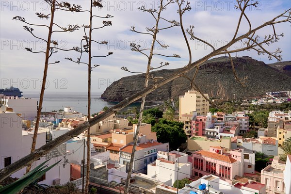 Agaves, San Sebastian de la Gomera, La Gomera, Canary Islands, Spain, Europe