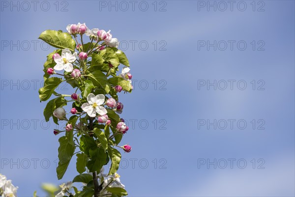 Apple blossom, blossoming apple tree on Lake Constance, close-up, Hagnau, Baden-Wuerttemberg, Germany, Europe