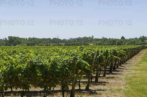 Beautiful vine of European grapes in Uruguayan winery in Canelos region. Moscato grapes