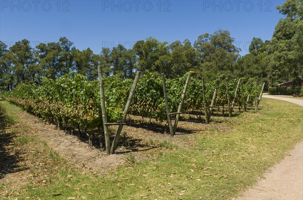 Beautiful vine of European grapes in Uruguayan winery in Canelos region. Moscato grapes