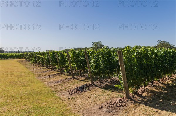 Beautiful vine of European grapes in Uruguayan winery in Canelos region. Moscato grapes