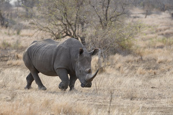 Southern white rhinoceros (Ceratotherium simum simum), adult female walking in dry grass, foraging, with a red-billed oxpecker (Buphagus erythrorynchus) on her back, Kruger National Park, South Africa, Africa
