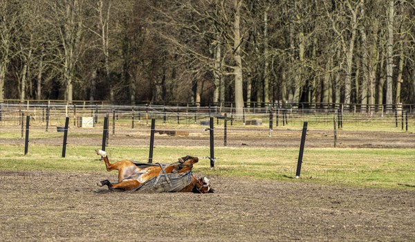 Horses in a paddock in Berlin Frohnau, Berlin, Germany, Europe