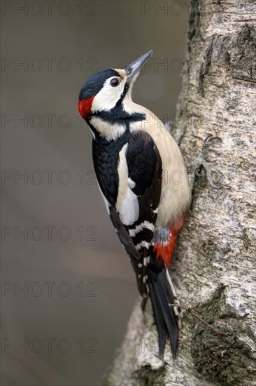 Great spotted woodpecker (Dendrocopos major), adult male, Dingdener Heide nature reserve, North Rhine-Westphalia, Germany, Europe