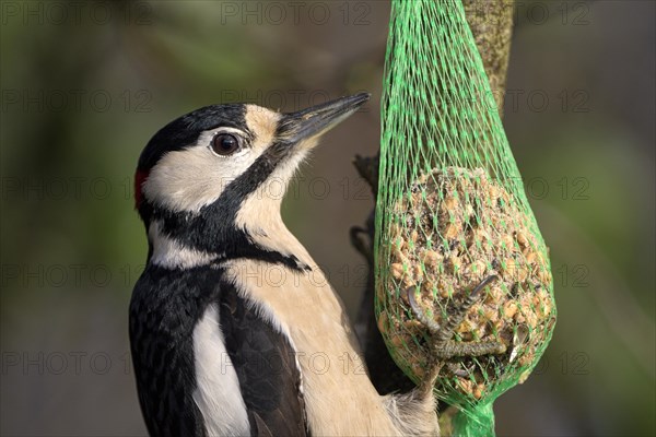 Great spotted woodpecker (Dendrocopos major), adult male, feeding on a tit bale, portrait, Dingdener Heide nature reserve, North Rhine-Westphalia, Germany, Europe