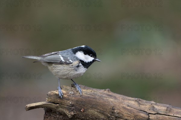 Coal tit (Parus ater), adult bird, Dingdener Heide nature reserve, North Rhine-Westphalia, Germany, Europe