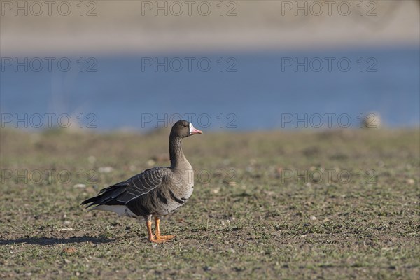 Greater white-fronted goose (Anser albifrons), adult bird, Bislicher Insel, Xanten, Lower Rhine, North Rhine-Westphalia, Germany, Europe