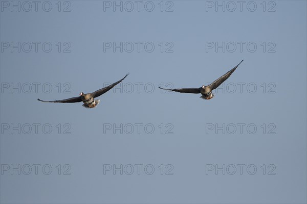 Greater white-fronted goose (Anser albifrons), two adult birds in flight, Bislicher Insel, Xanten, Lower Rhine, North Rhine-Westphalia, Germany, Europe