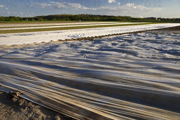 Agricultural landscape covered with non-woven fabric, Neuss, Lower Rhine, North Rhine-Westphalia, Germany, Europe