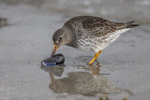 Purple Sandpiper (Calidris maritima), opens a Bivalve, Varangerfjord, Northern Norway