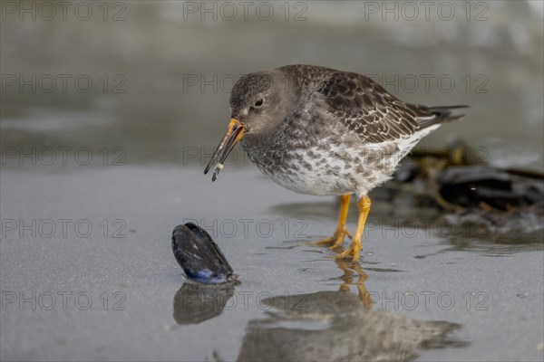 Purple Sandpiper (Calidris maritima), eating the contents of a Bivalve, Varangerfjord, northern Norway