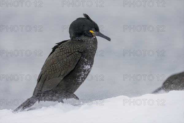 Common shag (Phalacrocorax aristotelis), plumage, winter, snow drift, Hornoya, Hornoya, Varangerfjord, Finmark, Northern Norway