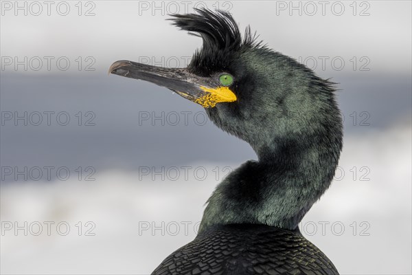 Common shag (Phalacrocorax aristotelis), portrait, feather crest, winter, in the snow, Hornoya, Hornoya, Varangerfjord, Finmark, Northern Norway