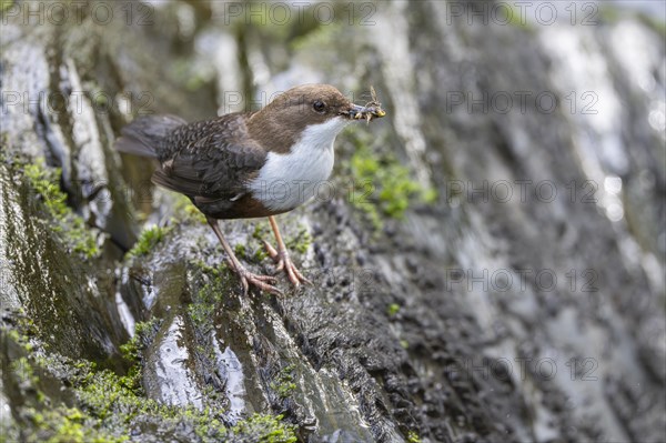 White-throated Dipper (Cinclus cinclus), at a torrent with larvae in its beak, Rhineland-Palatinate, Germany, Europe