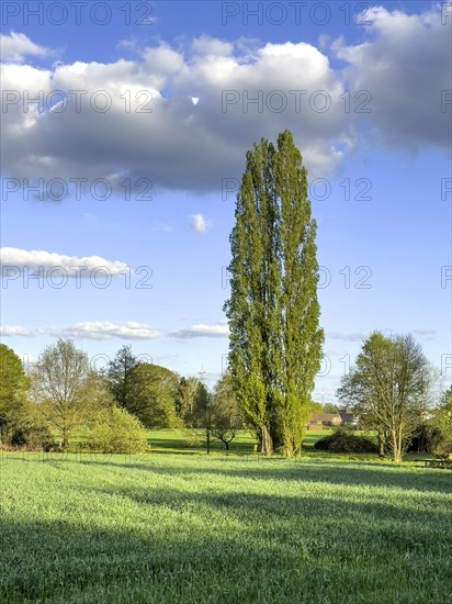 Poplars (Populus) stand behind field with tall grasses, above clouds Altocumulus